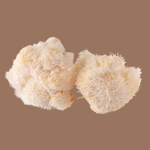 lion-mane-mushroom-benefits